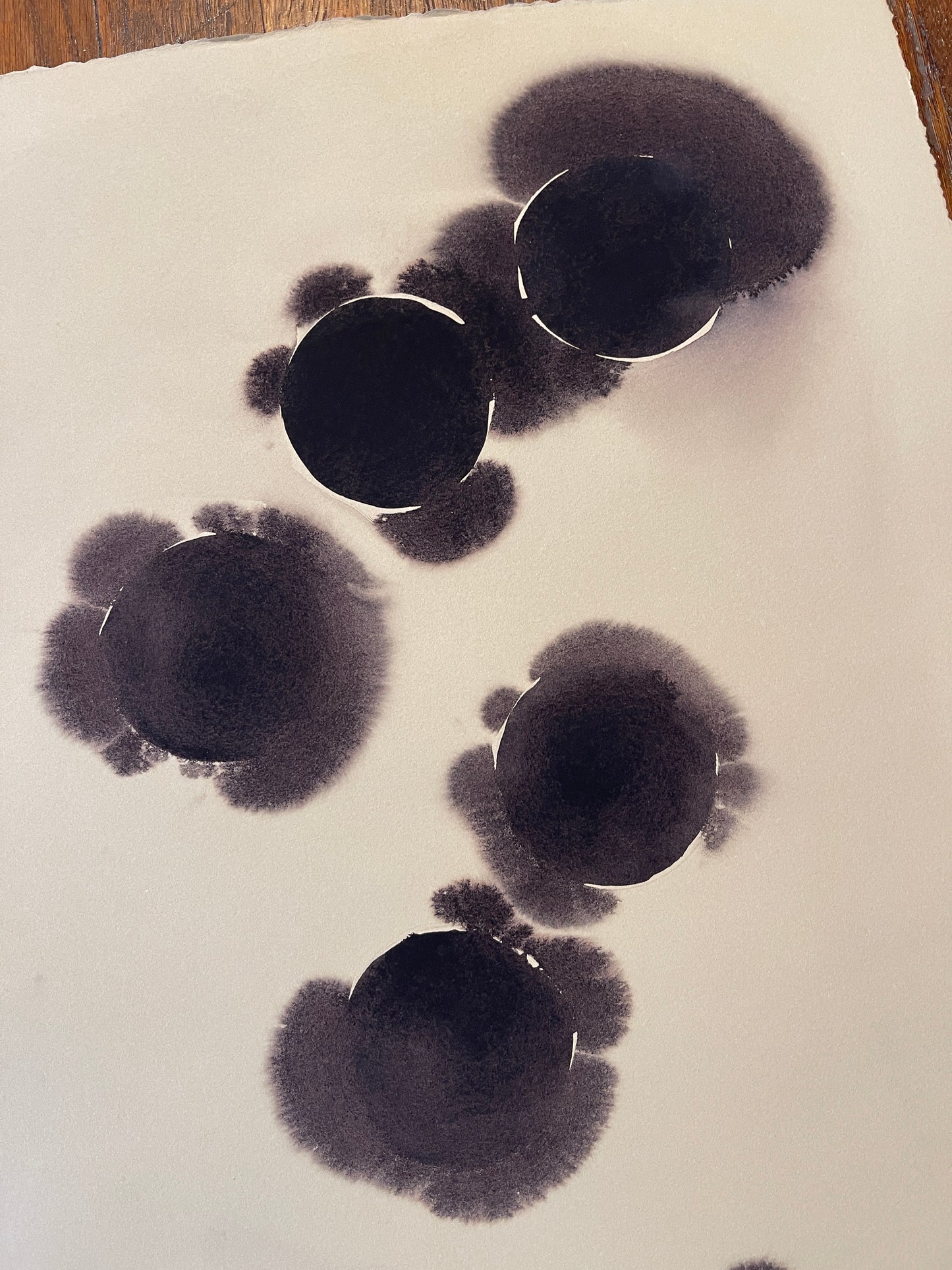 Muscadines no. 8